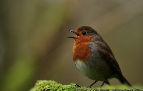 Robin singing with open beak